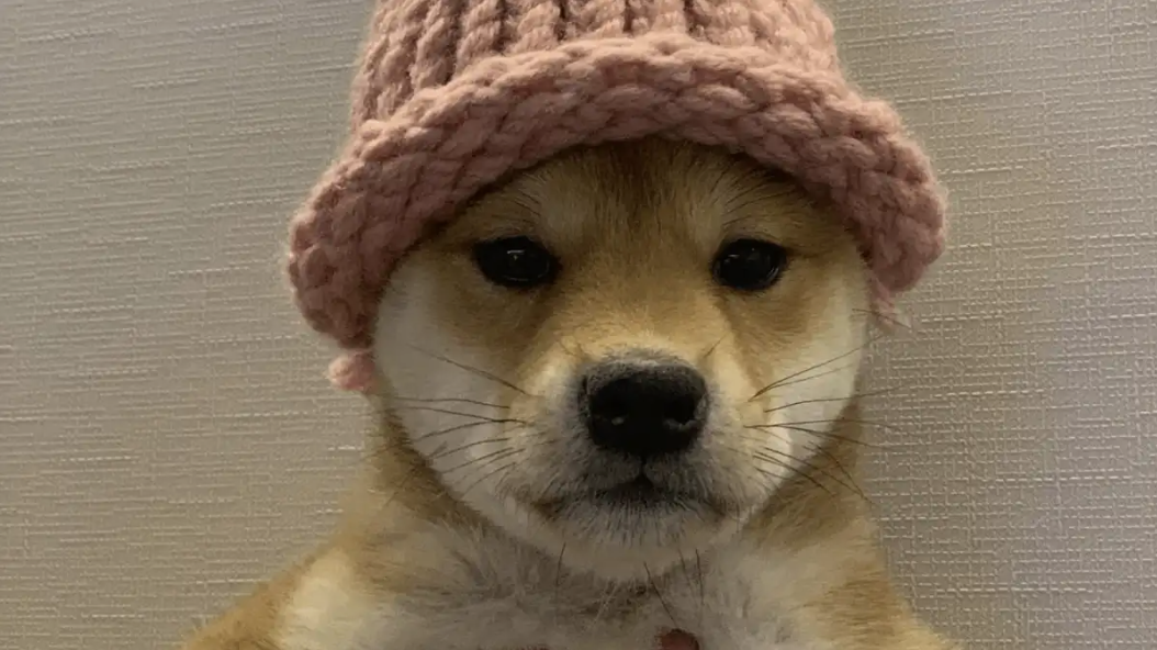 Dogwifhat 背后柴犬 Achi 的实体针织帽以 6.8 BTC 拍卖售出